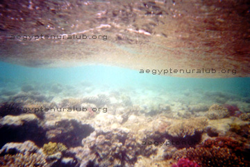 Korallenriff knapp unter der Wasseroberfläche im Roten Meer, beim Ägypten Urlaub.