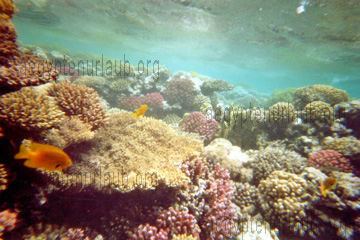 Korallen- Riff beim Schnorcheln im Roten Meer, Ägypten