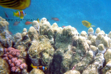Weiße Korallen und bunte Korallenfische am Riff beim Schnorcheln im Roten Meer, beim Ägypten Urlaub.