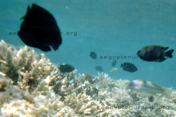 Auch ganz dunkle Korallenfische schwammen mir da vor die Linse beim beim Schnorcheln am Riff im Roten Meer.