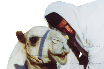 Beduine mit seinem Kamel in Ägypten. Wenn die Touristen auf das Kamel wollen müssen die Tiere still halten.