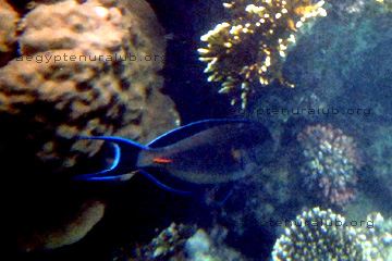 Blauer Korallenfisch im Roten Meer.
