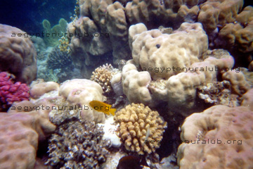 Bunte und zum Teil tiefrote Korallen beim Tauchen im Roten Meer, beim Ägypten Urlaub.
