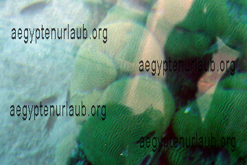 Koralle durch die Fenster vom Glasbodenboot fotografiert