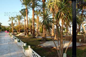 Palmen am Strand und schön angelegte breite mit großen Steinplatten belegte Wege in Hurghada. Blick nach rechts durch die Palmen, da sieht man das Meer.