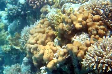Braune Koralle die aussieht wie Blumenlohl an einem Riff bei Hurghada im Roten Meer in Ägypten.