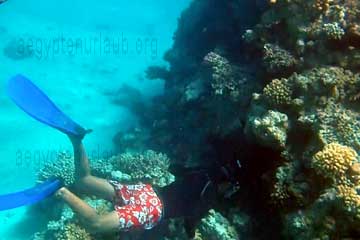 Ein Tourist der sich beim schnorcheln mit der einen Hand an einer Koralle an einem Riff im Roten Meer in Ägypten fest hält, was man nicht machen soll.